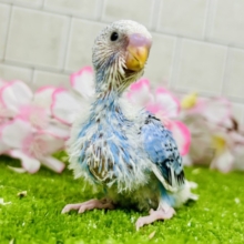 ナンバーワンよりもオンリーワン！　セキセイインコ