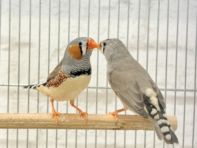 錦花鳥（キンカチョウ）