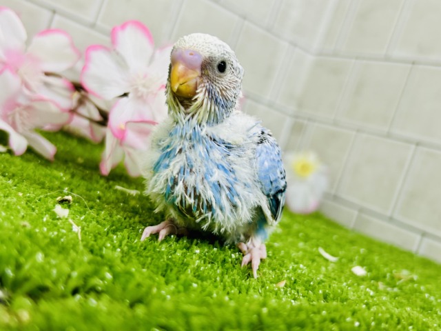 最新画像更新】ナンバーワンよりもオンリーワン！ セキセイインコ