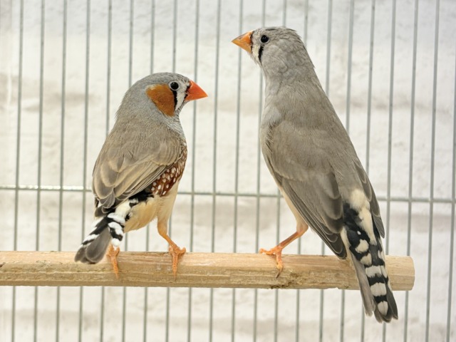 錦花鳥（キンカチョウ）