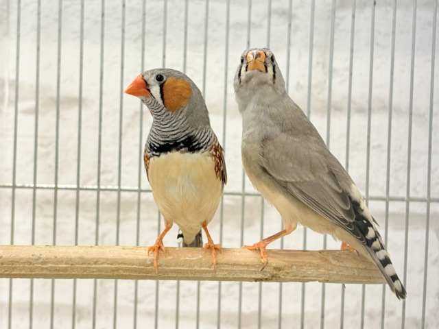 錦花鳥（キンカチョウ）
