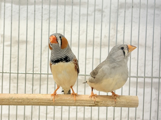 錦花鳥（キンカチョウ）