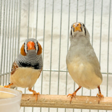 ペーペーコンビ🐥🧡キンカチョウ ペア