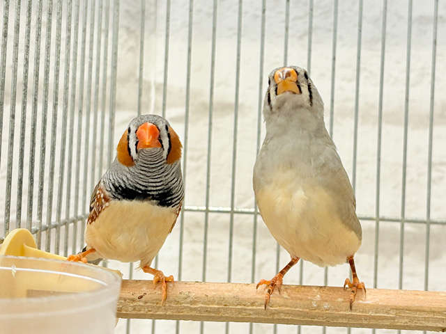 ペーペーコンビ🐥🧡キンカチョウ ペア