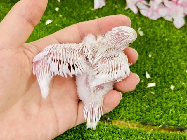 パヤパヤっとBABY🍼 セキセイインコ セキセイインコ