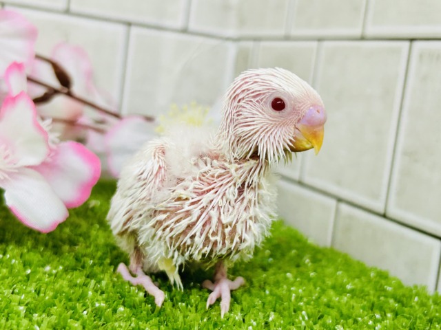 パヤパヤっとBABY🍼 セキセイインコ セキセイインコ
