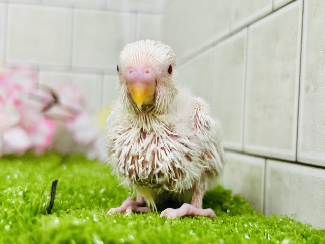 パヤパヤっとBABY🍼 セキセイインコ セキセイインコ