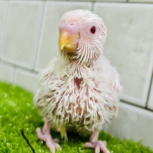 パヤパヤっとＢＡＢＹ🍼　セキセイインコ