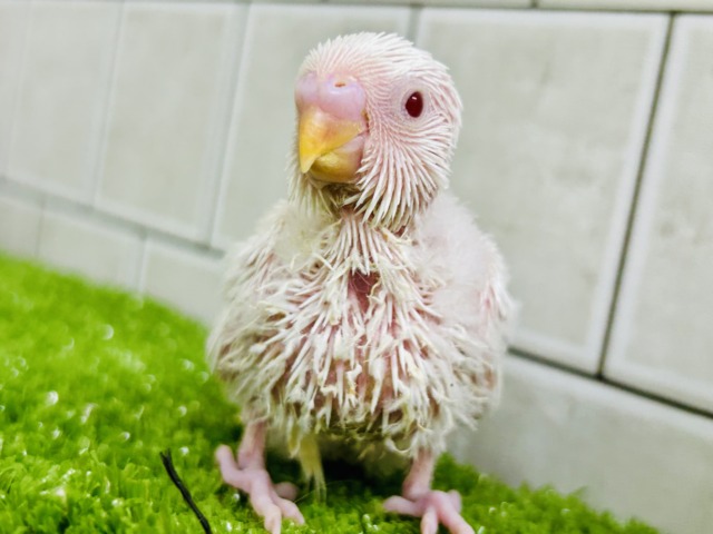 パヤパヤっとBABY🍼 セキセイインコ パヤパヤっとBABY🍼 セキセイインコ