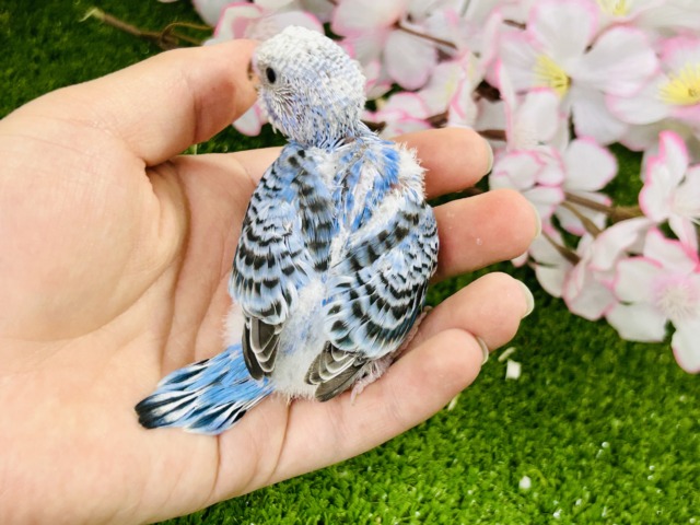 【最新画像更新☆☆】これぞスタンダードカラー♪♪ セキセイインコ セキセイインコ
