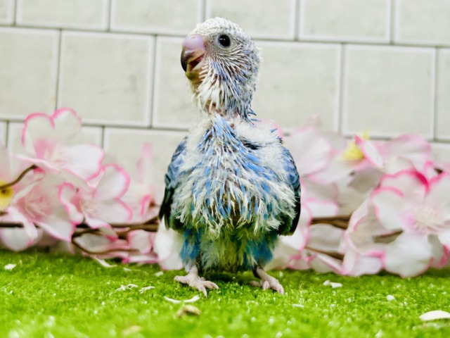 【最新画像更新☆☆】これぞスタンダードカラー♪♪ セキセイインコ セキセイインコ