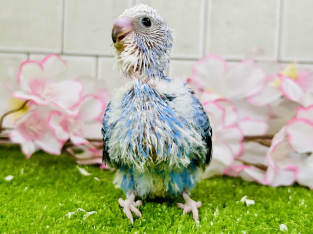 【最新画像更新☆☆】これぞスタンダードカラー♪♪ セキセイインコ セキセイインコ