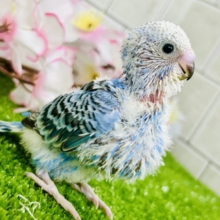 これぞスタンダードカラー♪♪　セキセイインコ