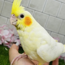✨最新画像✨むっちりビックバン！！　オカメインコ