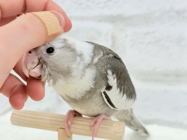 オカメインコ