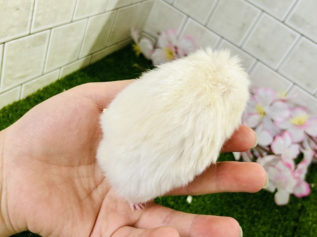 ん~このカラーはなんでしょ?? カラーハムスター ゴールデンハムスター