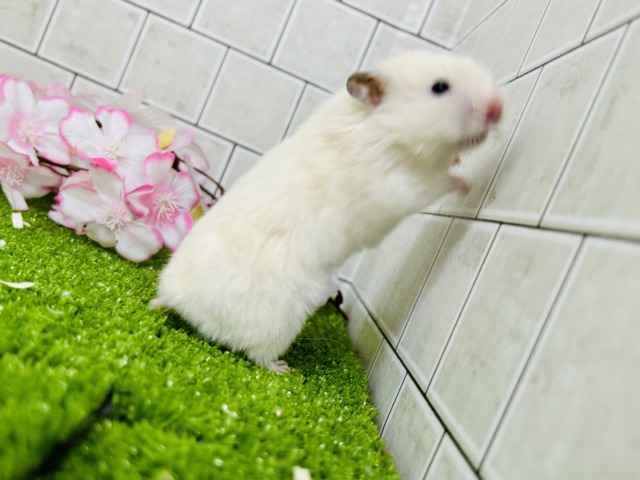 ゴールデンハムスター