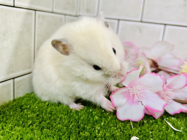 ん~このカラーはなんでしょ?? カラーハムスター ゴールデンハムスター