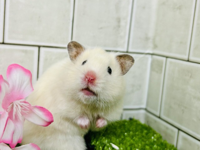 ゴールデンハムスター