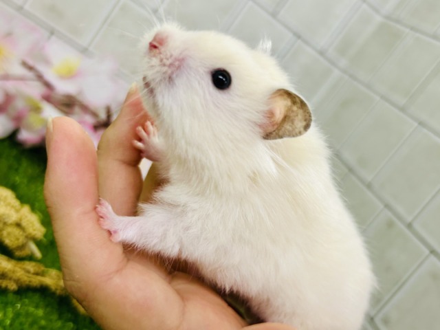 ん~このカラーはなんでしょ?? カラーハムスター ゴールデンハムスター