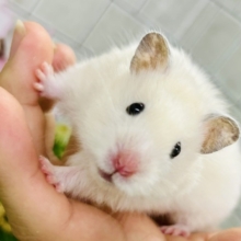 ん～このカラーはなんでしょ？？　カラーハムスター