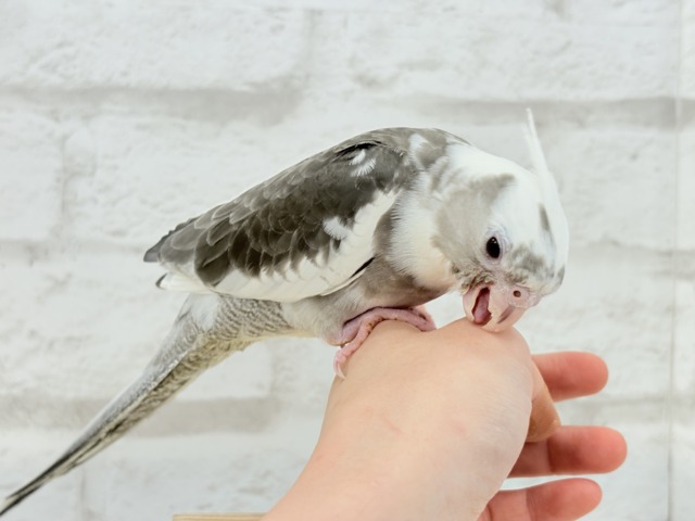 オカメインコ