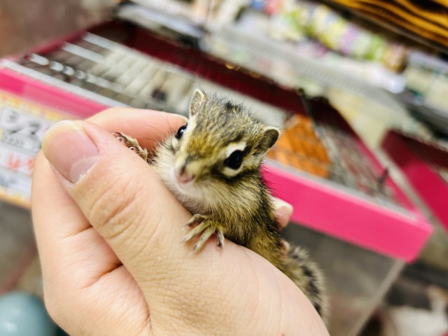 季節限定の小動物さんが今年もやってきました♪♪ シマリス シマリス(ノーマル)