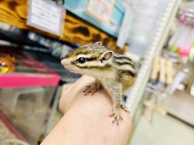 季節限定の小動物さんが今年もやってきました♪♪ シマリス 季節限定の小動物さんが今年もやってきました♪♪ シマリス