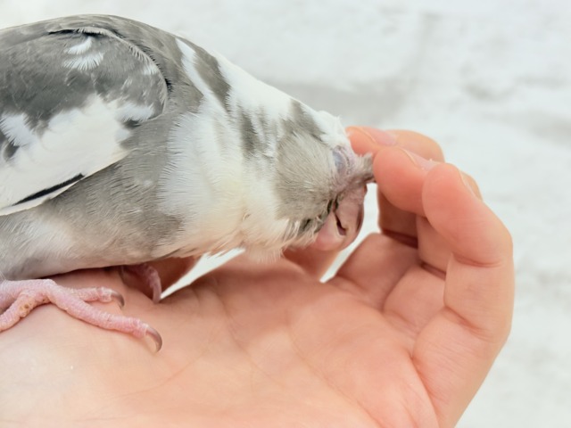 オカメインコ