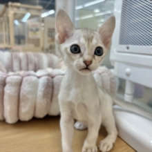 とにかく遊びたいし、甘えたいにゃ〜ん♥シンガプーラくん！