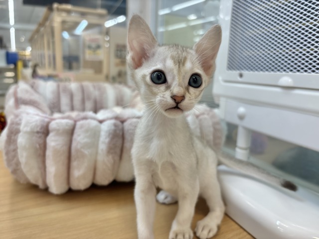 とにかく遊びたいし、甘えたいにゃ〜ん♥シンガプーラくん! シンガプーラ