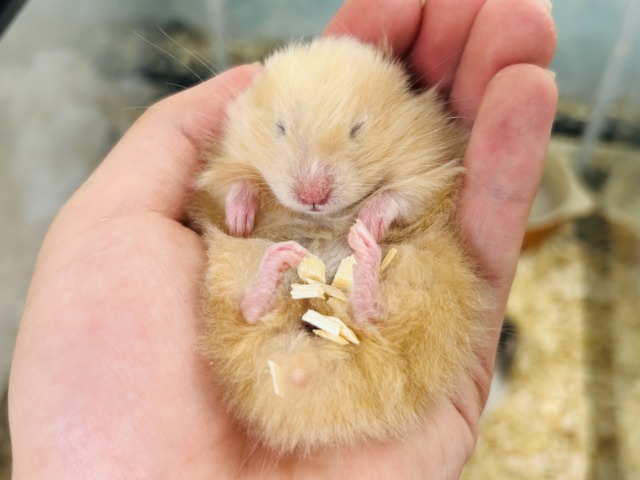 ゴールデンハムスター