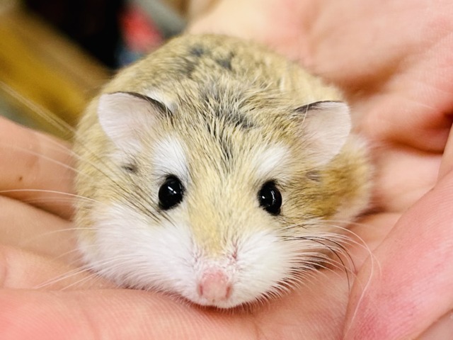 ロボロフスキーハムスター