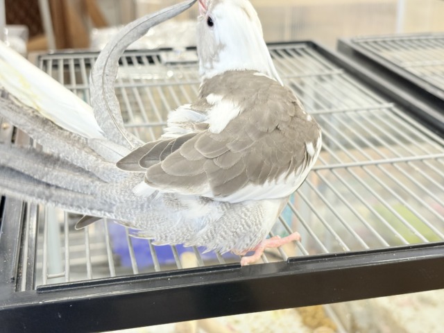 オカメインコ