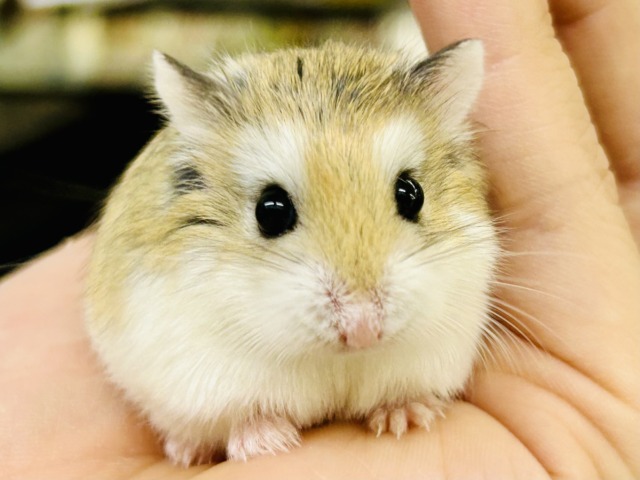 ロボロフスキーハムスター