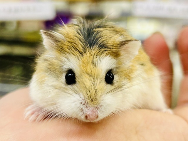 ロボロフスキーハムスター
