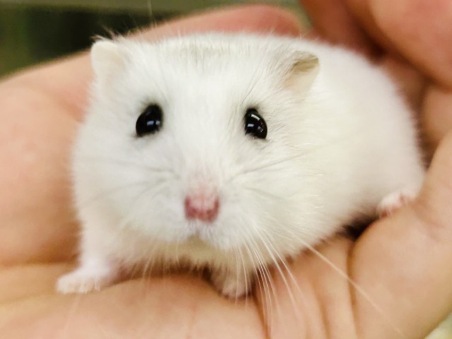 ドワーフハムスター