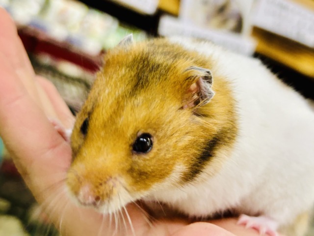 ゴールデンハムスター