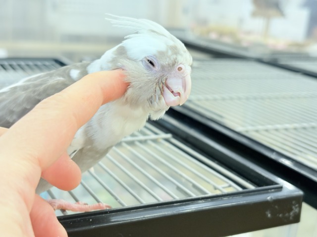 オカメインコ