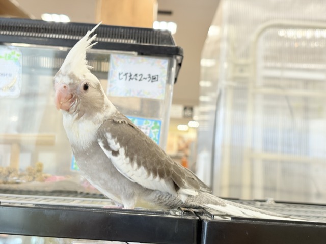 オカメインコ