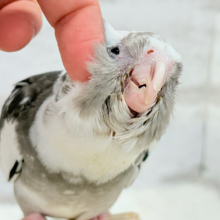 【最新画像更新🪄もうすぐひとり餌‪☆】愛嬌たっぷり♡オカメインコ(WFパイド) ヒナ