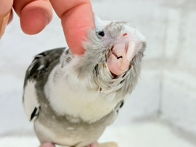 【最新画像更新🪄ひとり餌‪になりました☆】愛嬌たっぷり♡オカメインコ(WFパイド) ヒナ