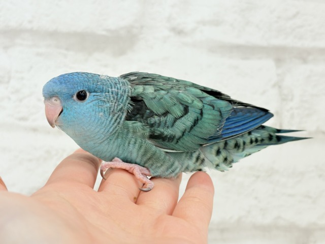 サザナミインコ