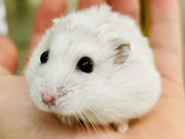 ドワーフハムスター