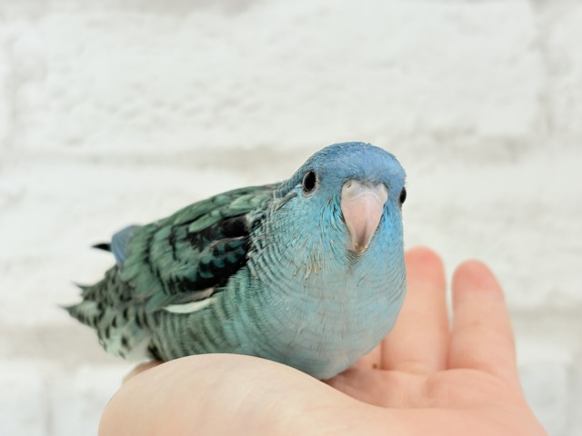 サザナミインコ