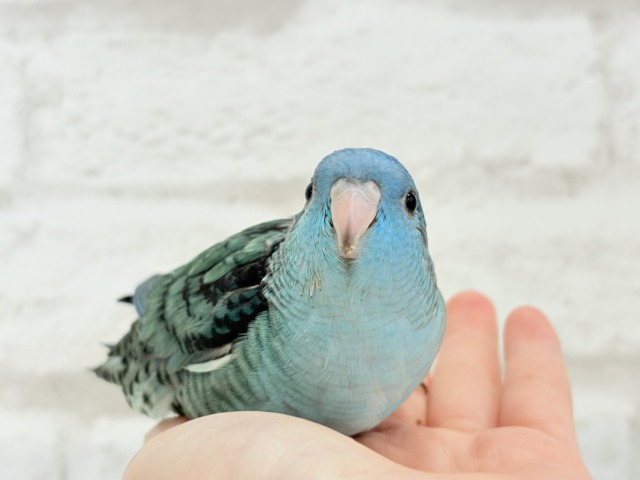 サザナミインコ