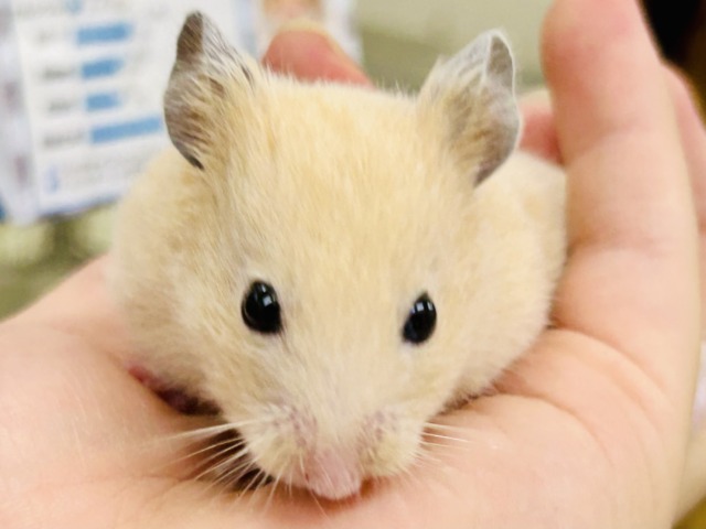 ゴールデンハムスター