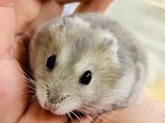 ドワーフハムスター