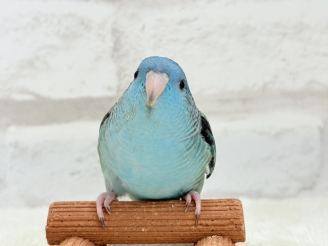 サザナミインコ