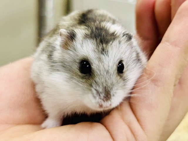 ドワーフハムスター